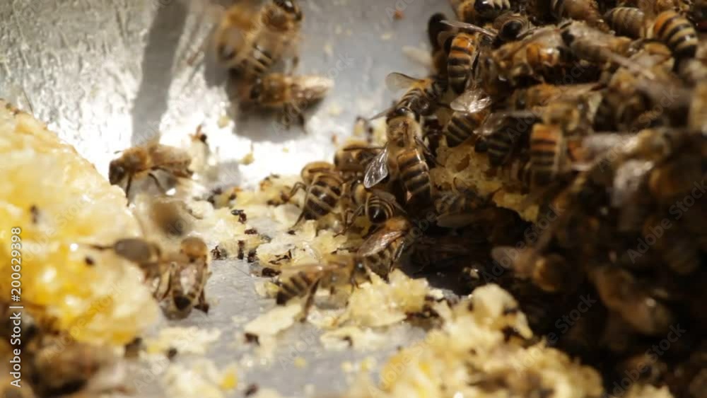 Working Group of Bees Feeding with Honey Working Group of Bees Feeding with Honey