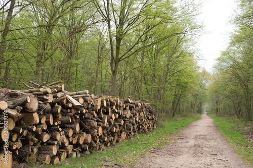 bois forêt arbre tronc abattre gestion forestière coupe chauffage énergie bûcheron entretien domaine