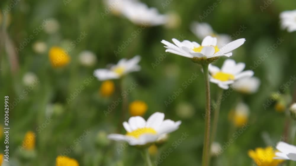 Bees and Insects Feeding over Spring Flowers and Daisies Bees and Insects Feeding over Spring Flowers and Daisies