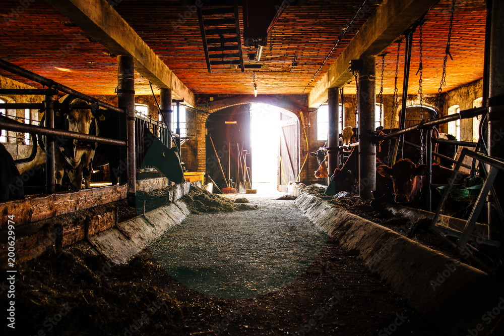 inside the stable inside the stable