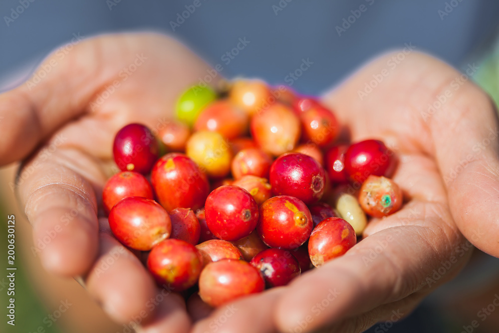 Ripe coffee chrries Ripe coffee chrries