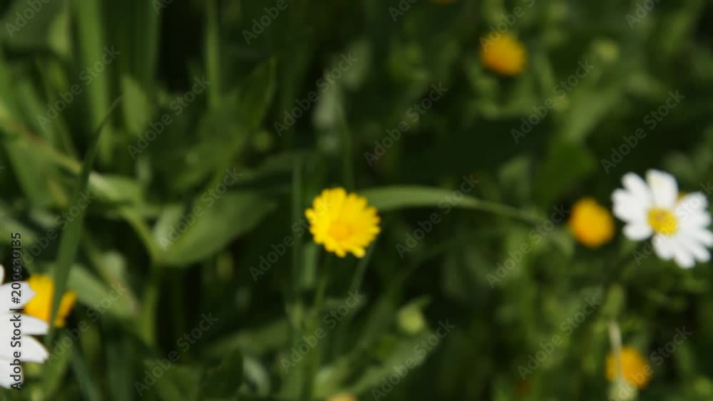 Bees and Insects Feeding over Spring Flowers and Daisies Bees and Insects Feeding over Spring Flowers and Daisies