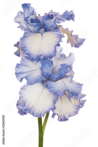 Fototapeta Naklejka Na Ścianę i Meble -  iris flower isolated
