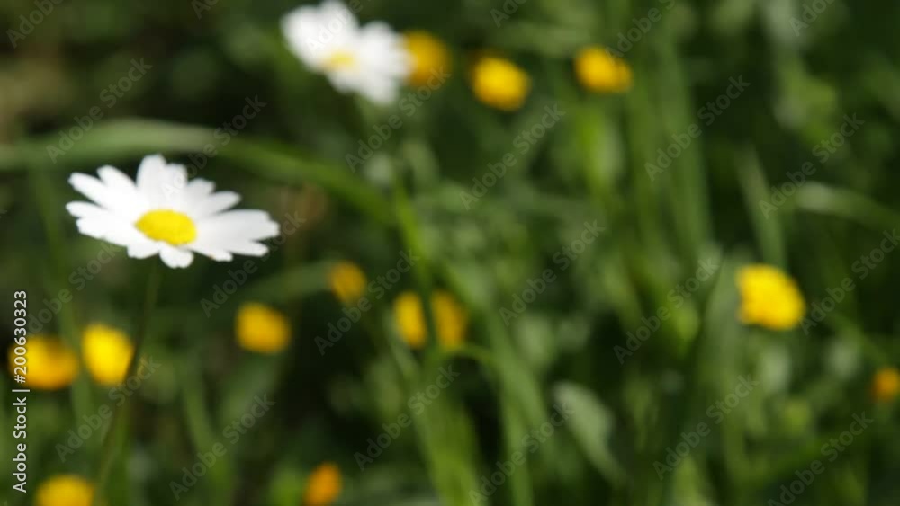 Bees and Insects Feeding over Spring Flowers and Daisies Bees and Insects Feeding over Spring Flowers and Daisies