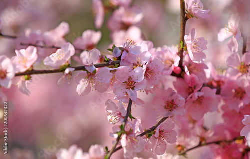 Blooming peach blossoms in the park