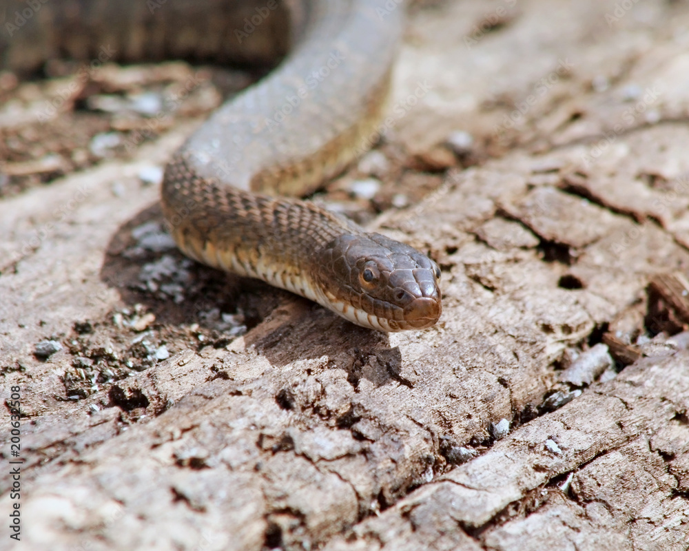 WATER Snake slithering across the ground
WATER Snake slithering across the ground