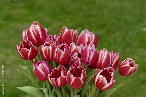 Tulipes rouge et blanc