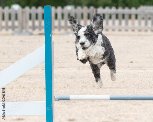 Spanish Water Dog jumps over an agility hurdle in agility competition