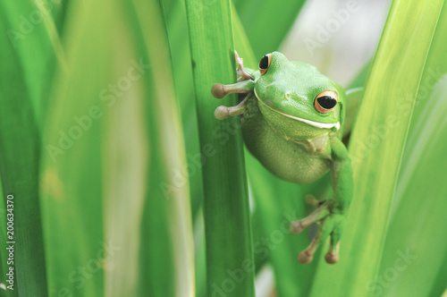Camuoflage Frog