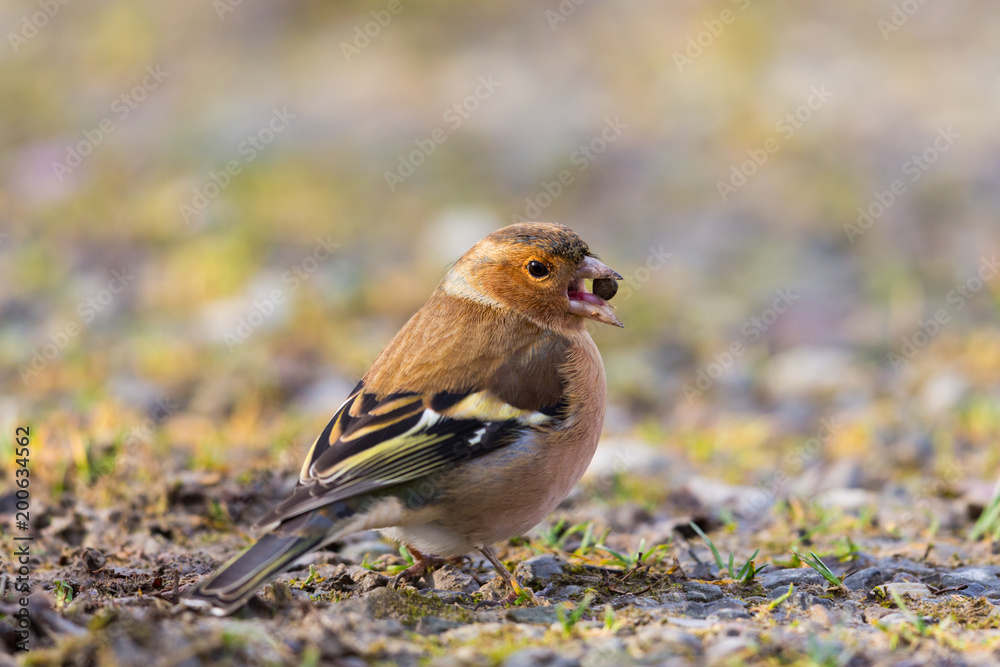 close view portrait chaffinch bird (fringilla coelebs) with seed in beak close view portrait chaffinch bird (fringilla coelebs) with seed in beak