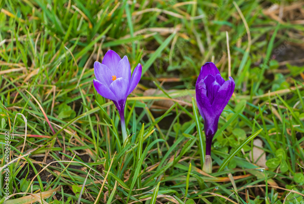 crocuses on the Vistula gelding in Krakow crocuses on the Vistula gelding in Krakow