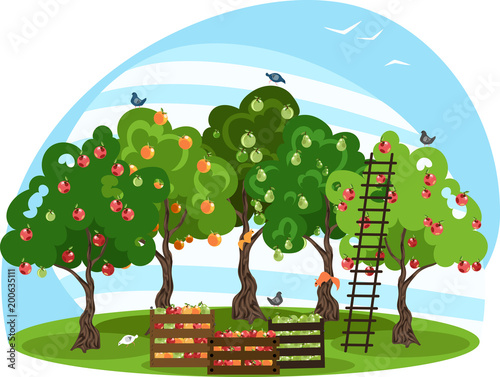 harvesting in the orchard