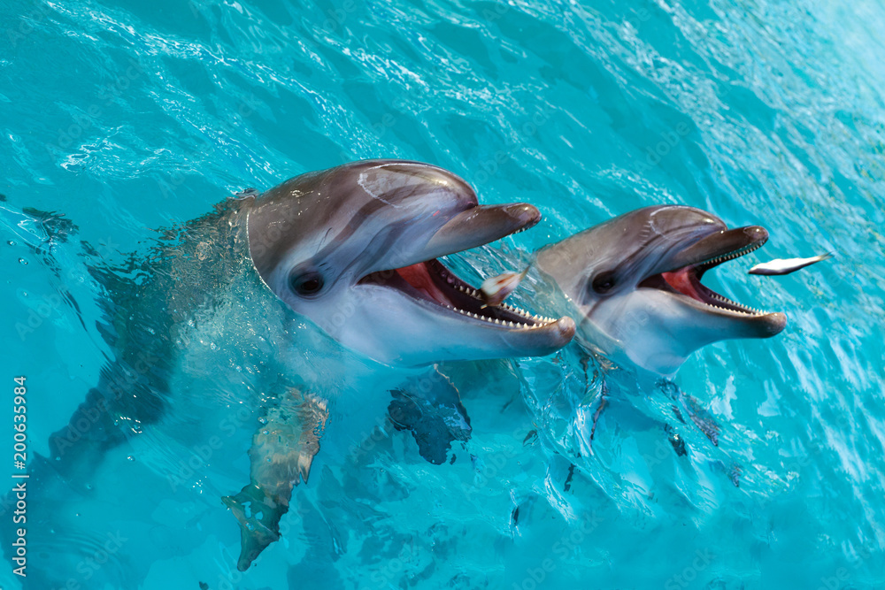 Fototapeta premium Grupa uroczych, inteligentnych delfinów jedzących ryby w oceanie