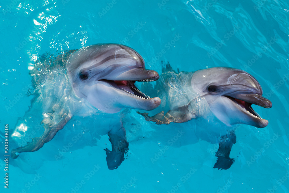 Naklejka premium Grupa ślicznych mądrze delfinów w oceanie