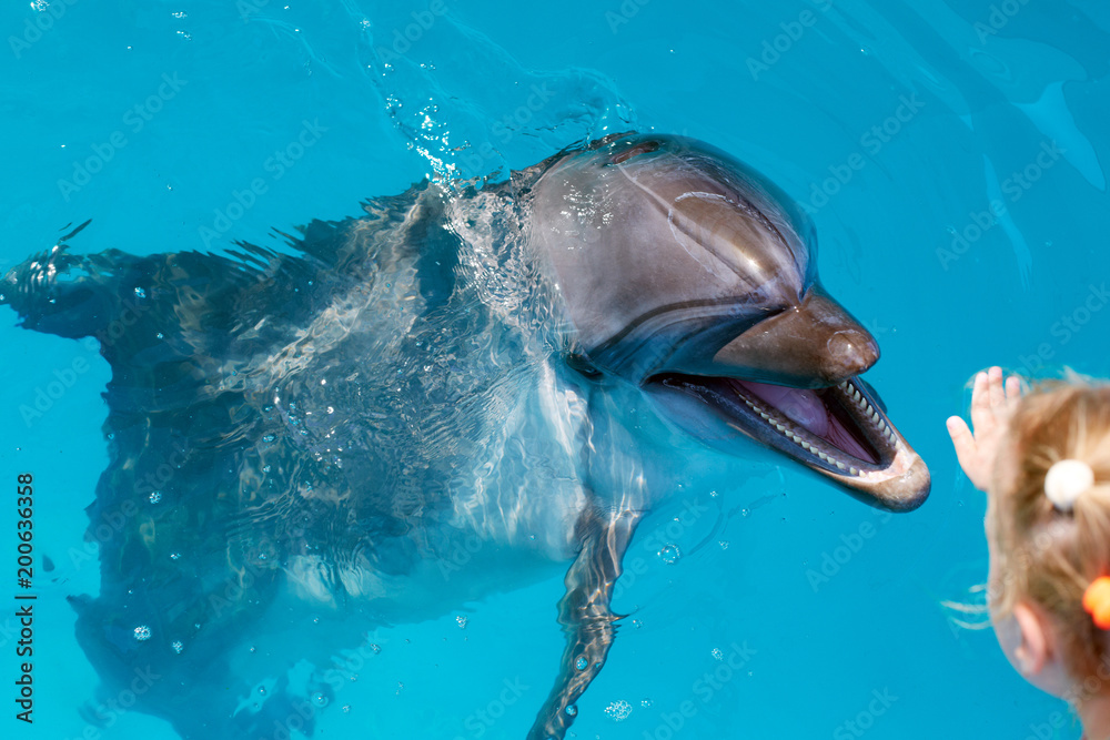 Naklejka premium Szczęśliwe dziecko ręka dotyka delfina