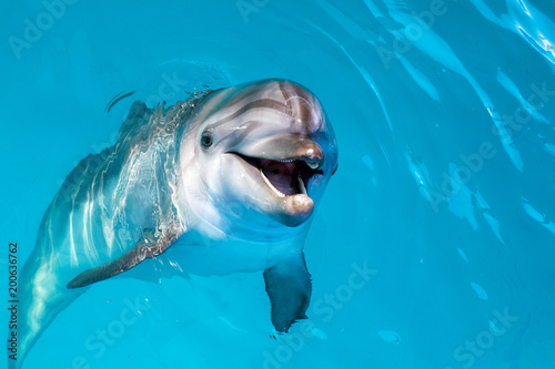 Dolphin portrait while looking at you with open mouth © natasnow