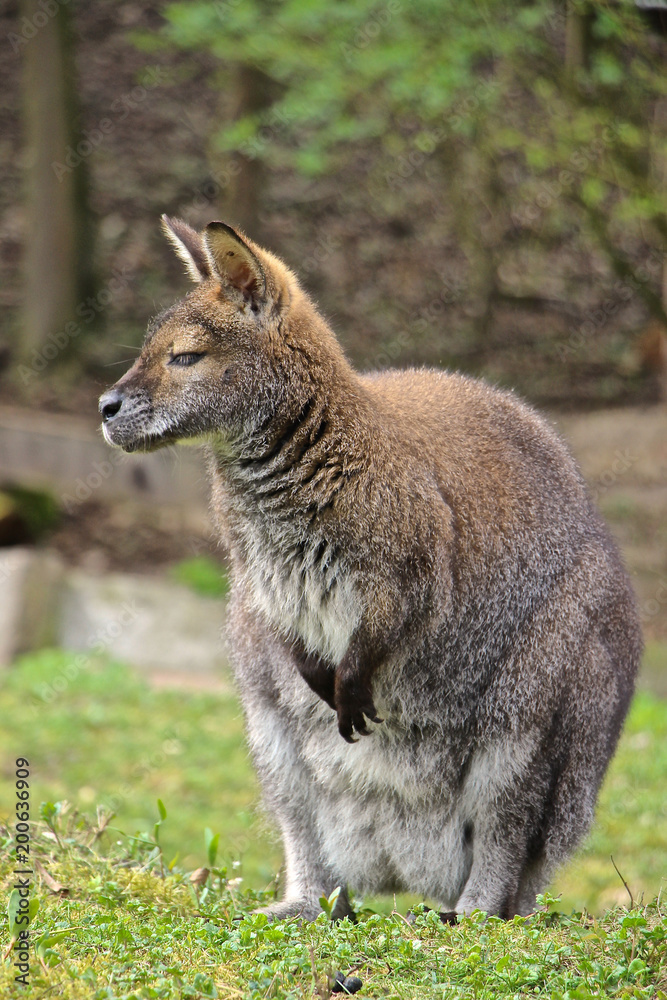 Bennett Känguru schaut und träumt 