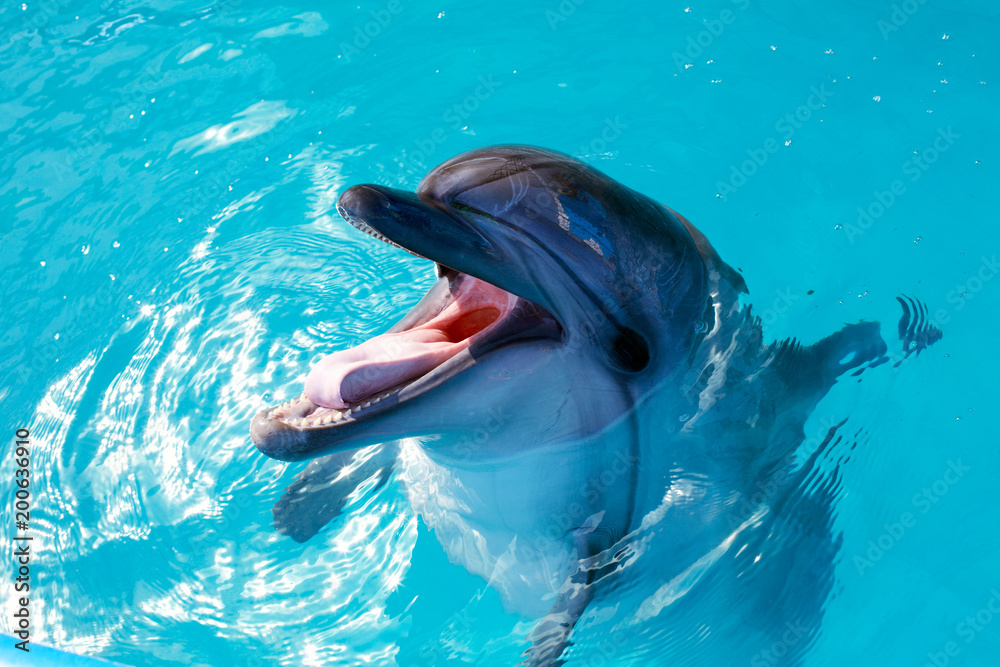 Fototapeta premium Portret delfina, patrząc na ciebie z otwartymi ustami