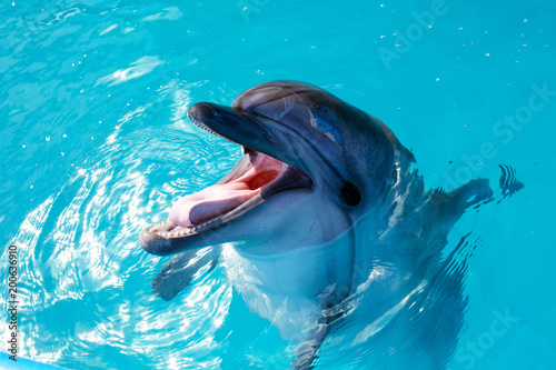 Dolphin portrait while looking at you with open mouth