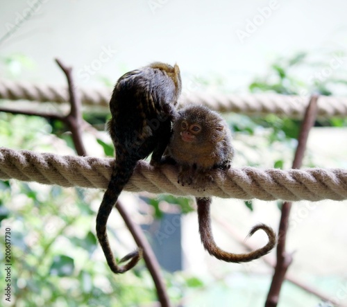 Affen-Pärchen photo