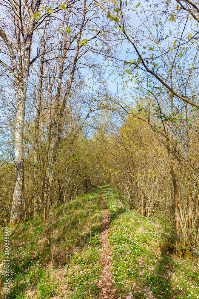 Forest path in spring with blooming anemones and greenery trees Forest path in spring with blooming anemones and greenery trees