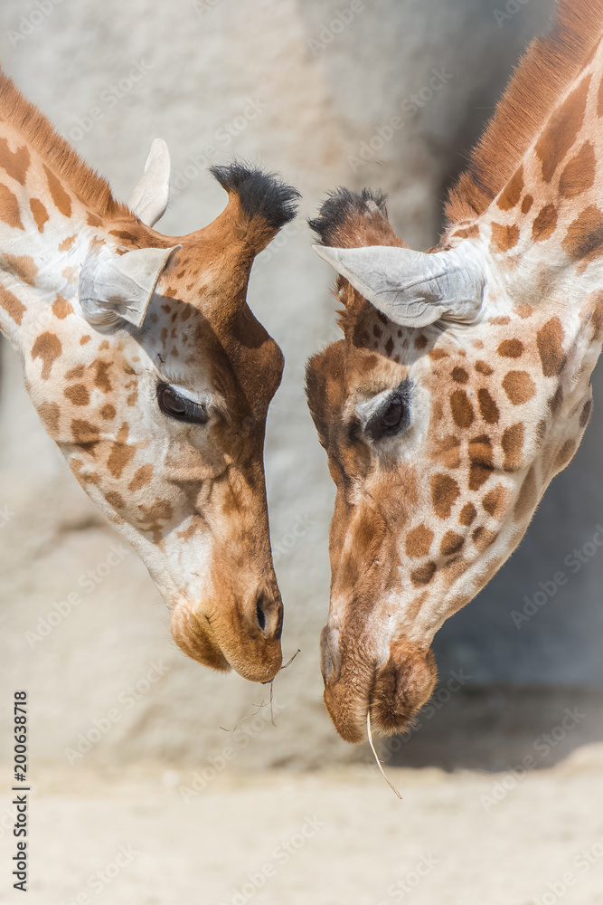 Fototapeta premium Giraffes, mother and baby giraffe, love 