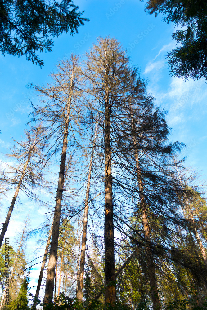 Fototapeta premium Tree without foliage surrounded by evergreen pine trees against a background of blue sky. Clouds. Clear sunny weather. Forest. Glade.