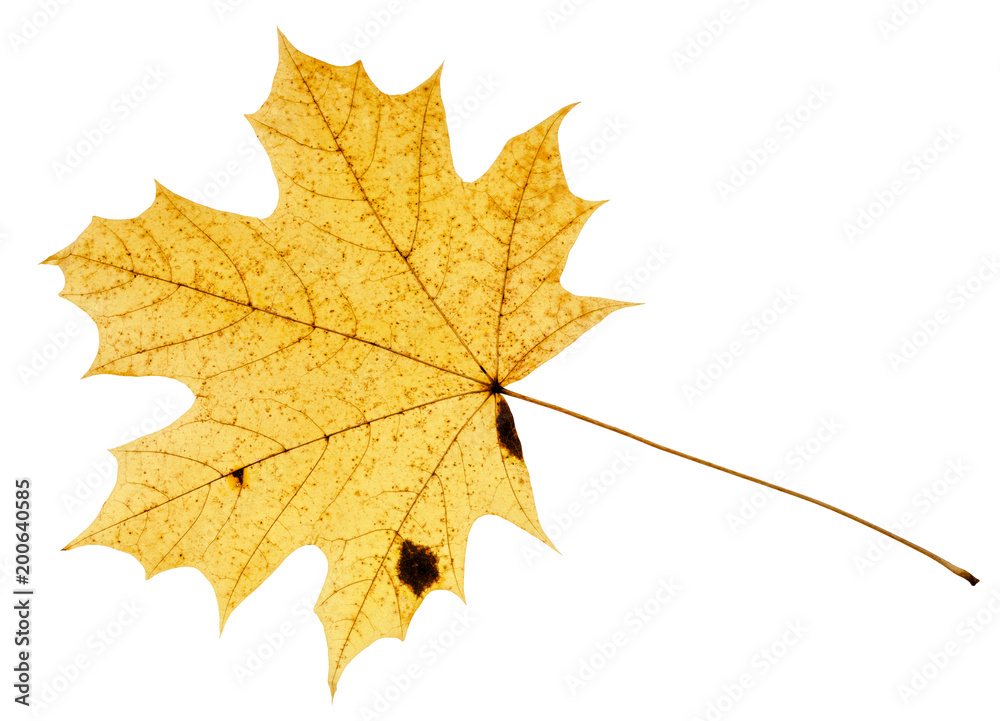 Fototapeta premium fallen yellow leaf of acer tree isolated