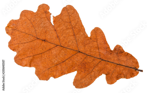 autumn dried leaf of oak tree isolated