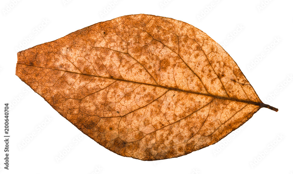 back side of broken dried leaf of poplar tree back side of broken dried leaf of poplar tree