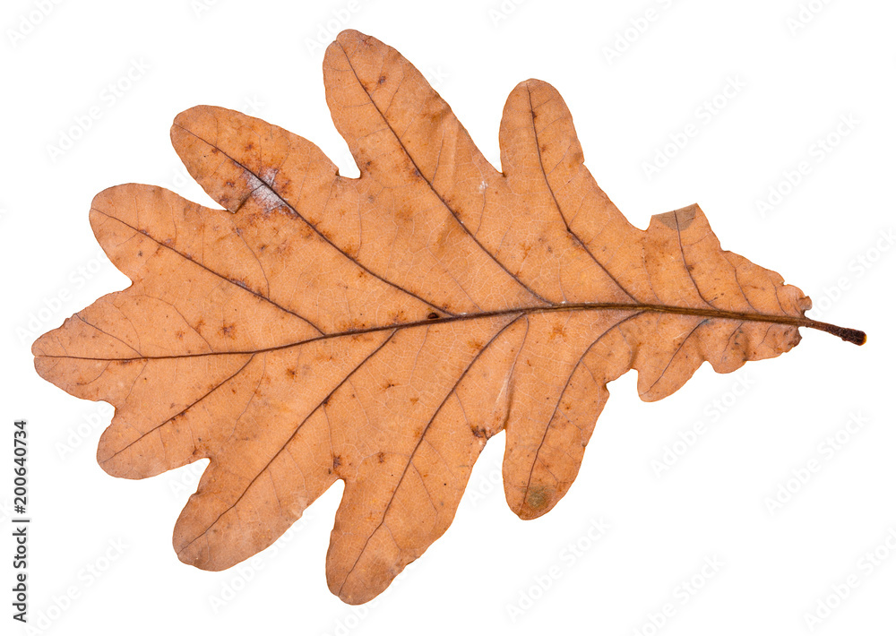 Fototapeta premium fallen leaf of oak tree isolated on white