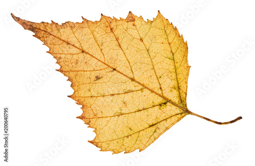 back side of fallen leaf of birch tree isolated