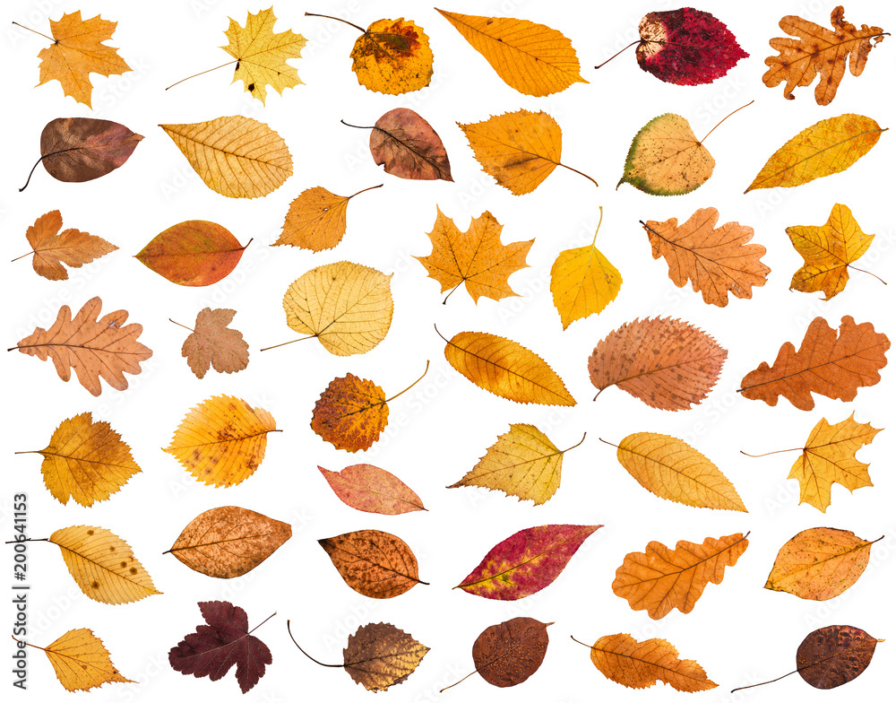 Obraz premium collage from various dried autumn fallen leaves