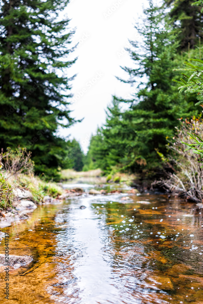 Closeup of red creek in Dolly Sods, West Virginia during autumn, fall with green pine tree forest and water river surface landscape Closeup of red creek in Dolly Sods, West Virginia during autumn, fall with green pine tree forest and water river surface landscape