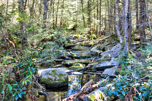 Small stream creek in Blackwater Falls State Park forest in West Virginia during autumn with green mossy rocks in dark shadow landscape photo