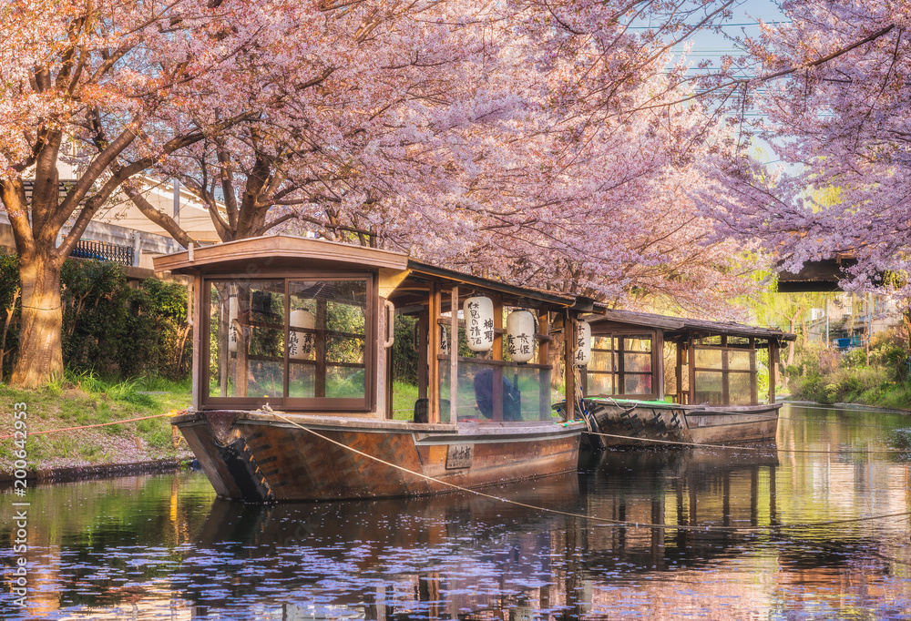 Obraz premium 京都 - 中書島 桜