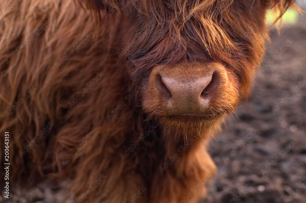 Portrait of a cute highland cattle.