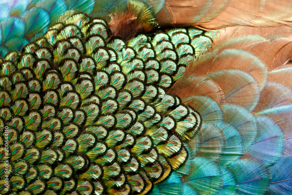 Naklejka premium Mantle feathers of male green peafowl / peacock (Pavo muticus) (shallow dof)