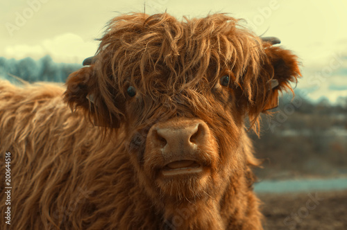 Portrait of a cute highland cattle.
