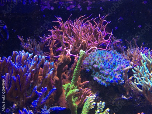 Coraux aquarium eau de mer
