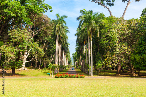 Peradeniya Royal Botanic Gardens photo