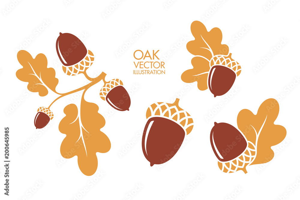 Oak. Branch. Isolated acorns on white background. Vector illustration  - obrazy, fototapety, plakaty 