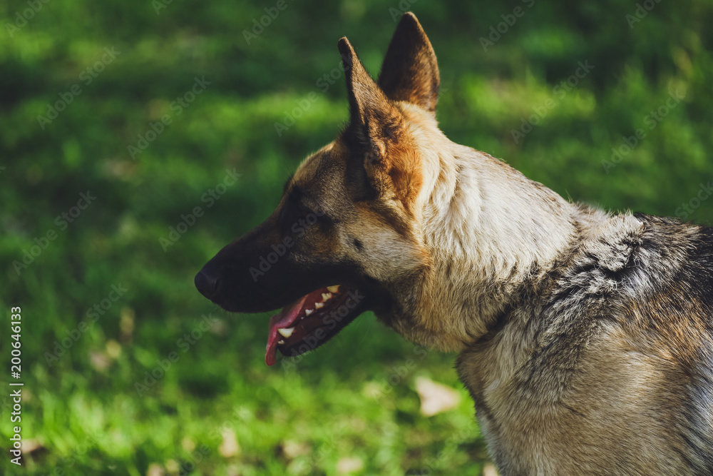 Beautiful dog German Shepherd in the park, in the forest Beautiful dog German Shepherd in the park, in the forest
