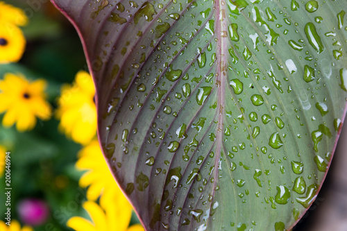 Canna Lily After Summer Rain