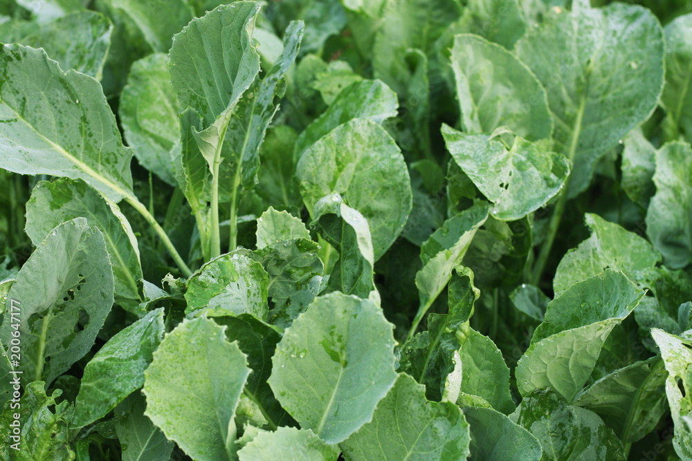 vegetable garden color green vegetable garden color green