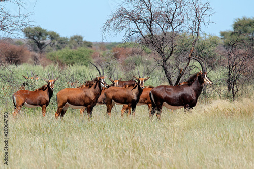 Small herd of sable antelopes (Hippotragus niger) in natural habitat, South Africa.
