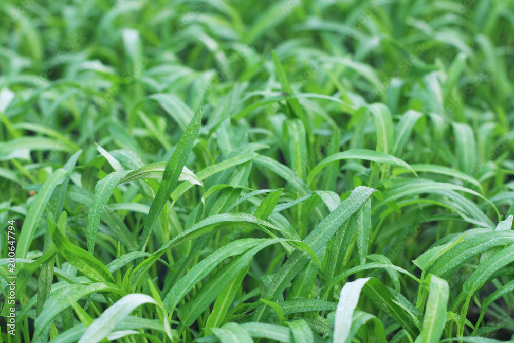 vegetable garden color green