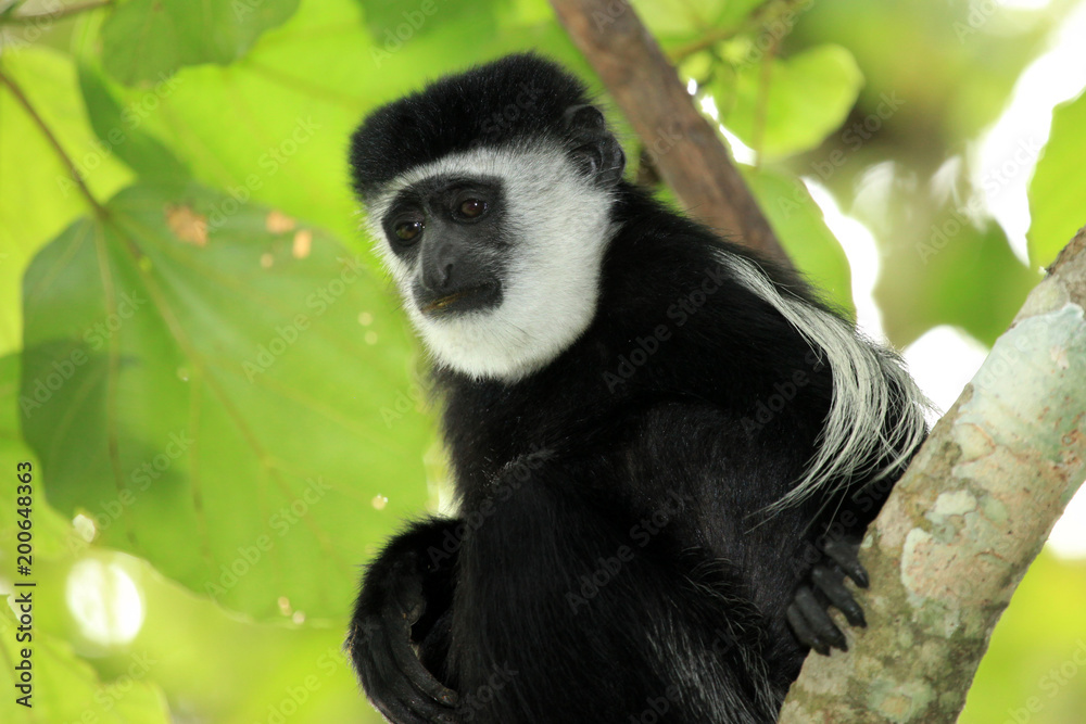 Fototapeta premium Black and White Colobus - Uganda, Africa