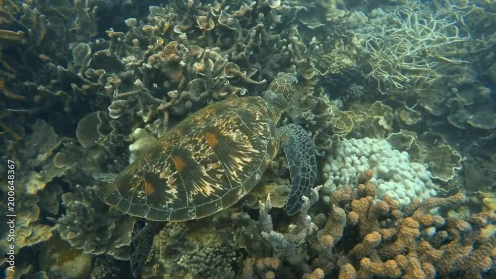 A cinematic scenic shot of a turtle swimming freely near the coral reefs of Australia. A cinematic scenic shot of a turtle swimming freely near the coral reefs of Australia.