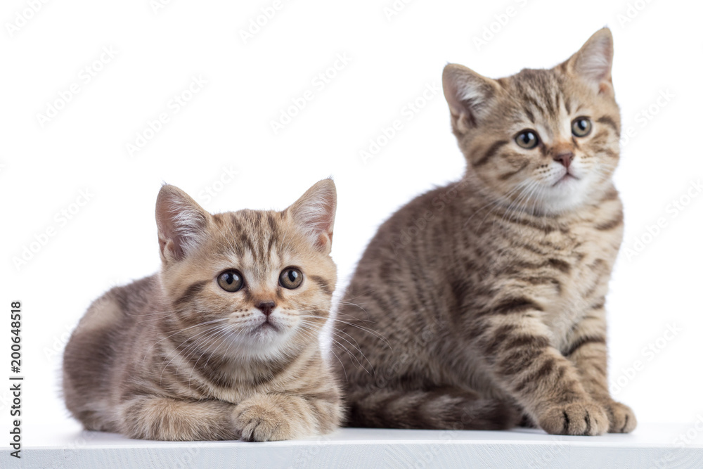 two cats kittens pure breed striped scottish isolated